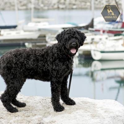 Portuguese Water Dog and Poodle Mix