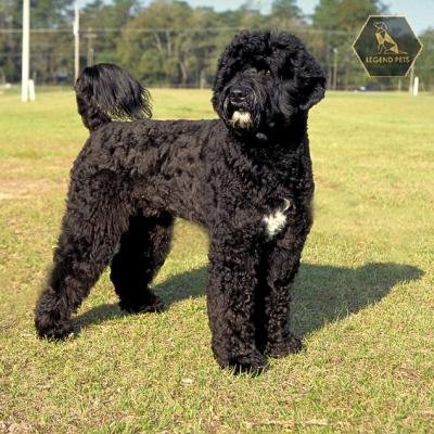 Portuguese Water Dog