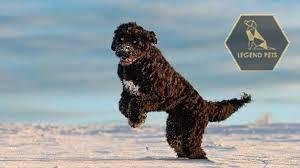 Portuguese Water Dog Hybrid