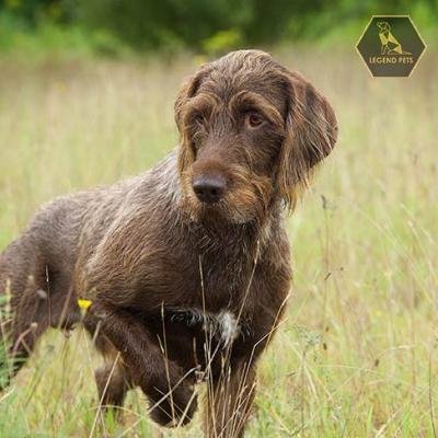 Pudelpointer