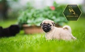 Pug
