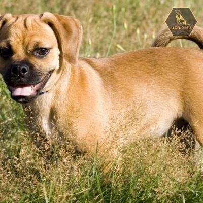 Pug Mix