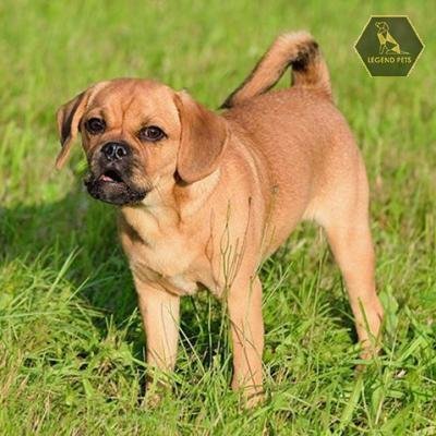Puggle