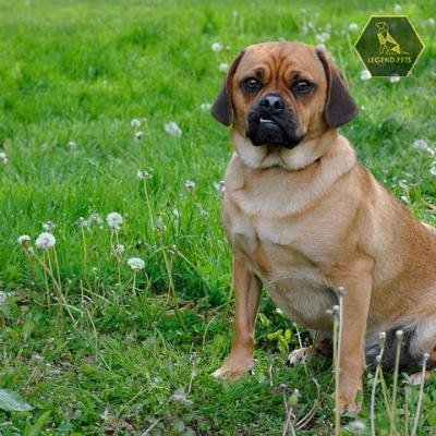 English Bulldog/Puggle