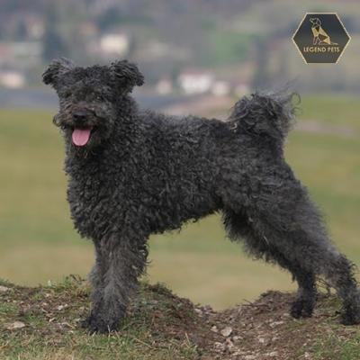 Pumi