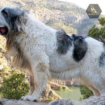 Pyrenean Mastiff