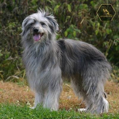 Pyrenean Shepherd