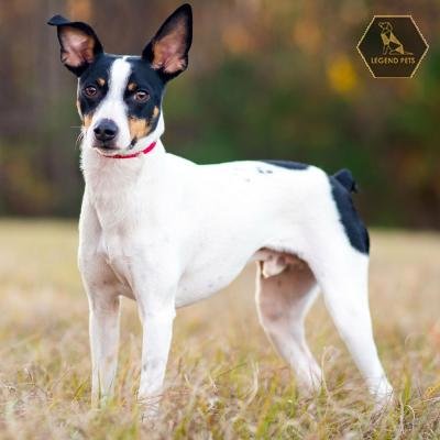 Rat Terrier
