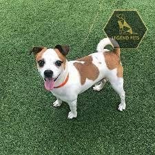 Rat Terrier Mix