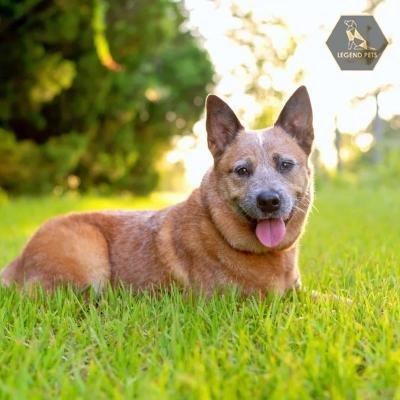 Red Heeler