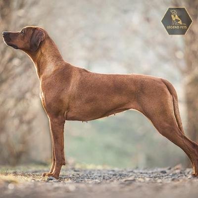 Rhodesian Ridgeback