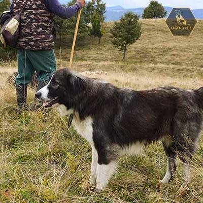 Romanian Carpathian Shepherd