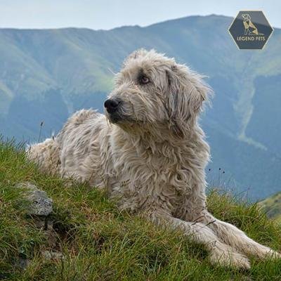 Romanian Mioritic Shepherd Dog