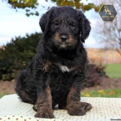 Rottie Poo