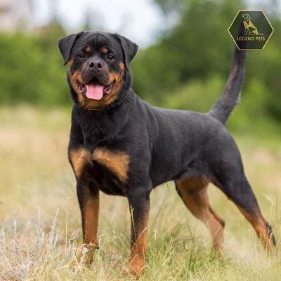 Rottweiler