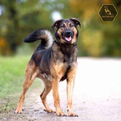 Rottweiler Mix