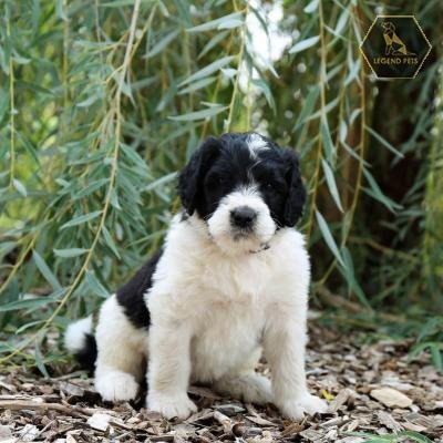 Saint Berdoodles