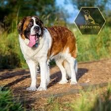 Saint Bernard