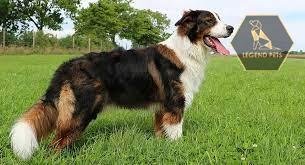 Saint Bernard Mix