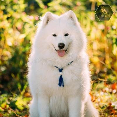 Samoyed