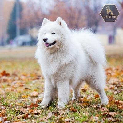 Samoyed Hybrid