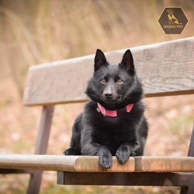 Schipperke Mix