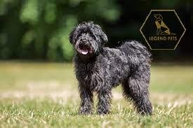 Schnoodle