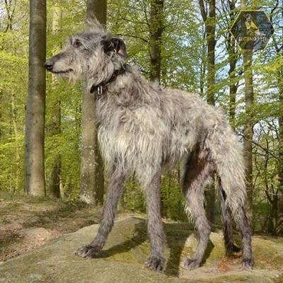 Scottish Deerhound