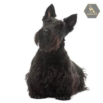 Scottish Terrier
