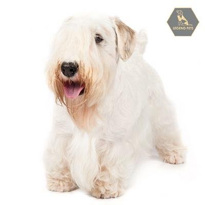 Sealyham Terrier