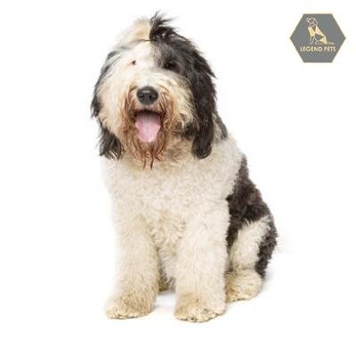 Sheepadoodle