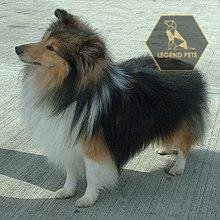 Sheltie Mix