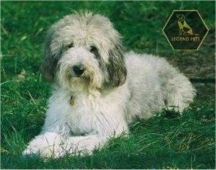Sheltiedoodle