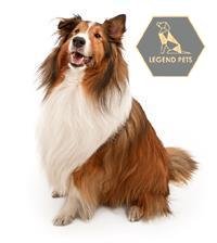 Shetland Sheepdog