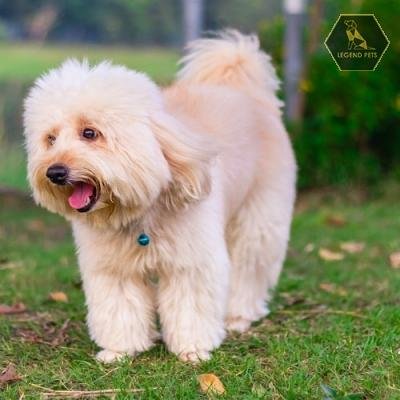 Shiba-poo