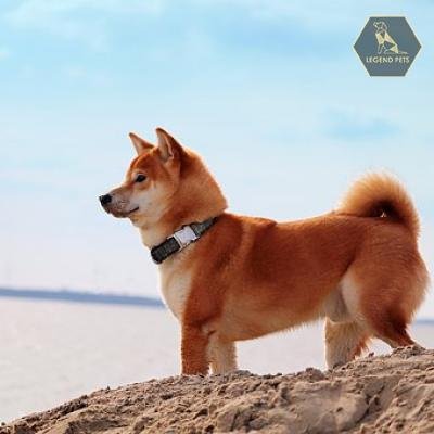 Shiba Inu