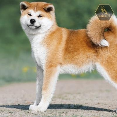 Shiba Inu Mix