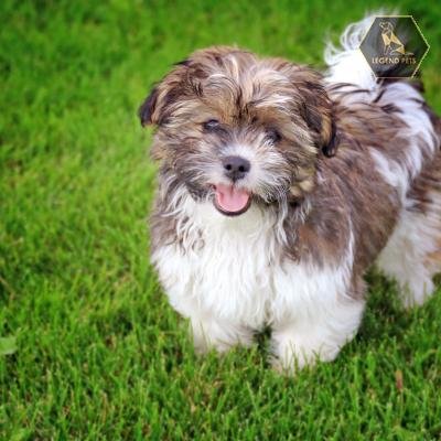 Shichon