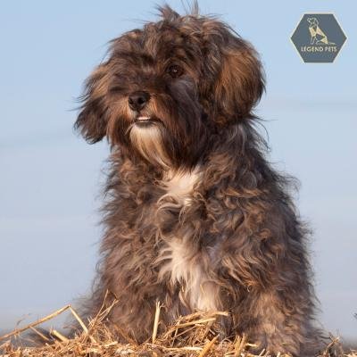 Shih-poo