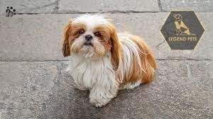 Shih Tzu