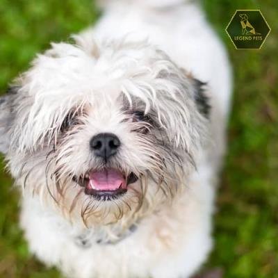 Shih Tzu Mix