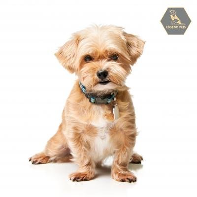 Shorkie