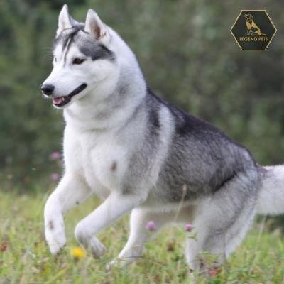Siberian Husky