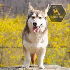Siberian Husky Mix