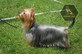 Silky Terrier