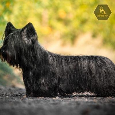 Skye Terrier