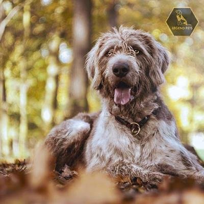 Slovakian Wirehaired Pointer
