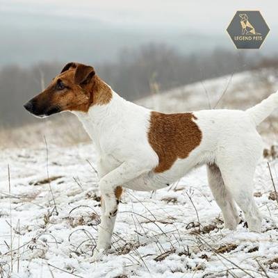 Smooth Fox Terrier