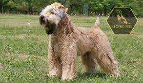 Soft Coated Wheaten Terrier