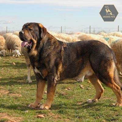 Spanish Mastiff